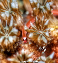 Bulbonaricus 
F11.0 1/250 ISO100 

 by Magali Marquez 